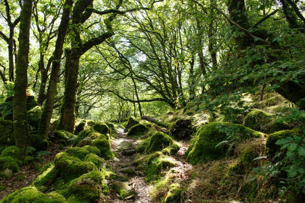 A woodland path in dappled sunlight, with trees coming together in an arch over the path