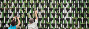 Two people gardening a community plant wall