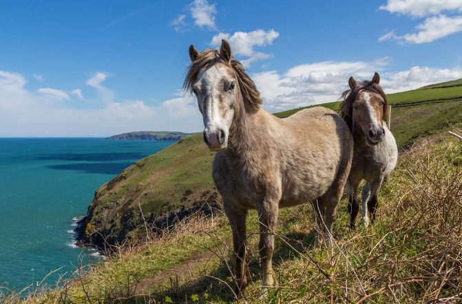 A donkey standing on the side of a cliff on a sunny day