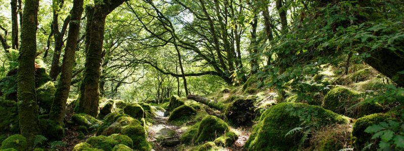 A woodland path in dappled sunlight, with trees coming together in an arch over the path